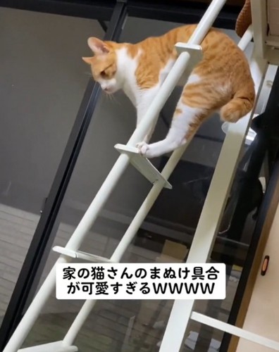 動けなくなる猫