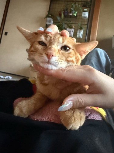 顔をなでられる子猫