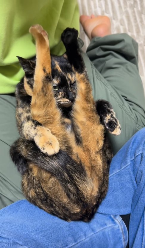 尻尾を体に巻いて膝の上で二つ折りになった猫