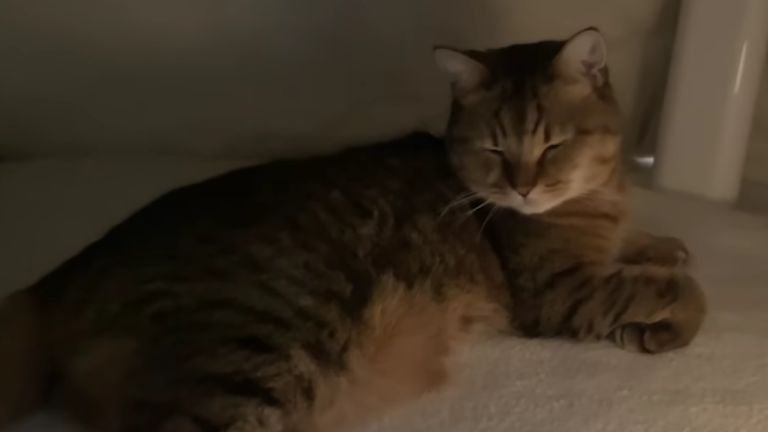 こたつの中の猫