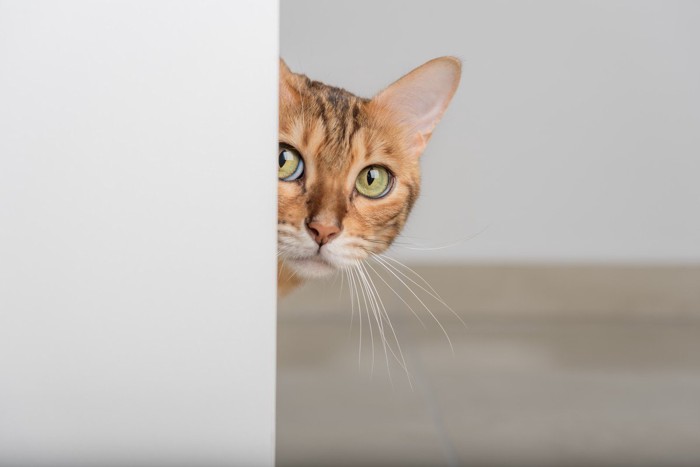 ドア越しに顔を覗かせる猫