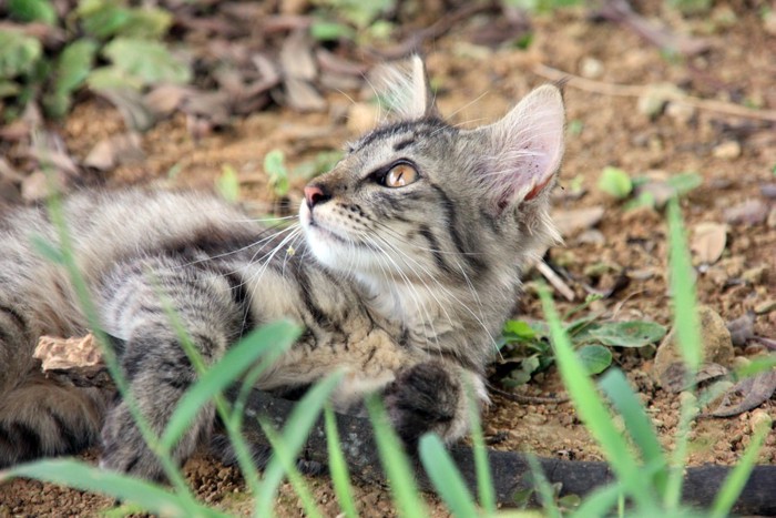 サバトラの子猫