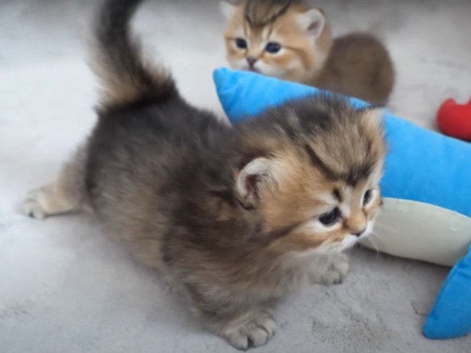 歩く子猫