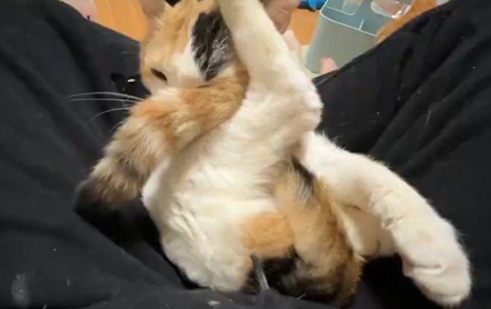 絡まった猫