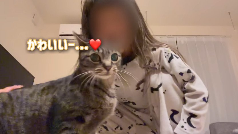 カメラ目線の猫