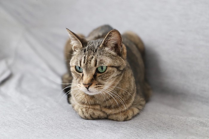 香箱座りする猫