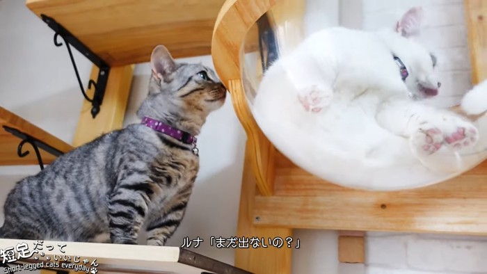 ボウルベッドいる猫を見る猫