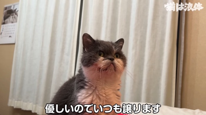 すある白黒の猫