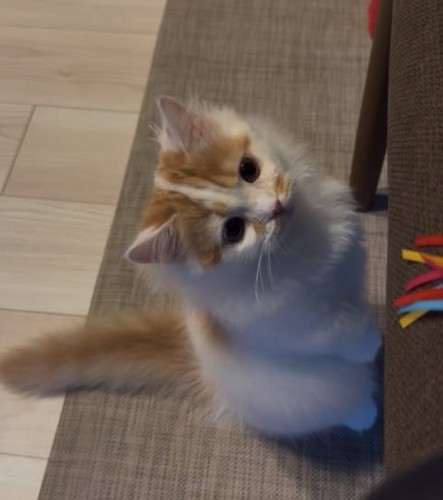 後ろ足で立っている子猫