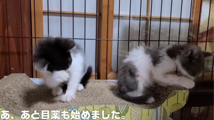 毛づくろいをする2匹の子猫