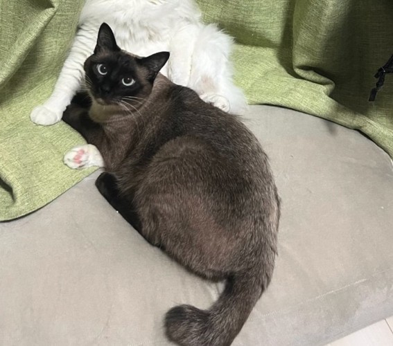 黒猫