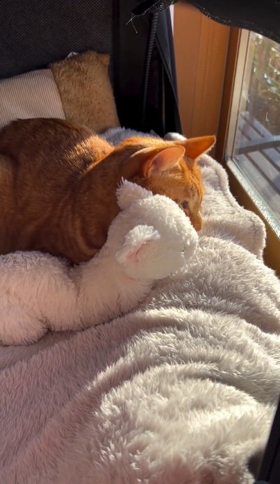 ぬいぐるみによりそって寝る猫