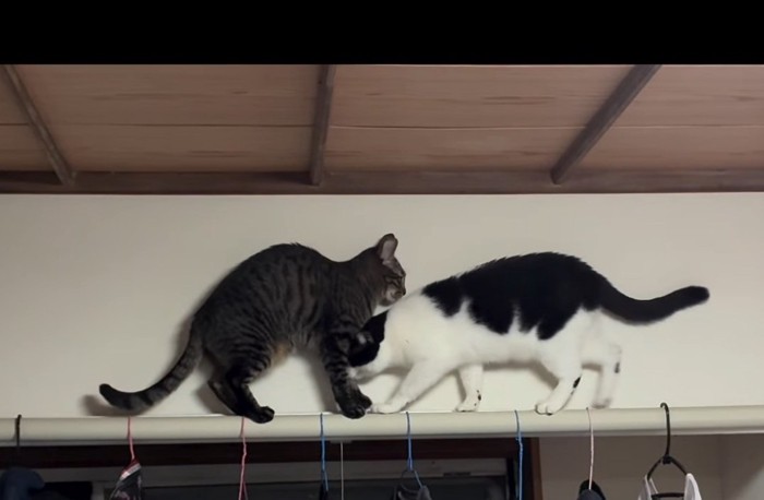 股下から通ろうとする猫