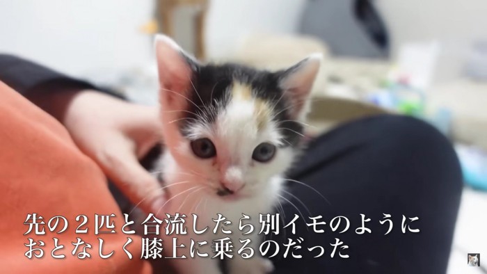 膝に乗る猫2