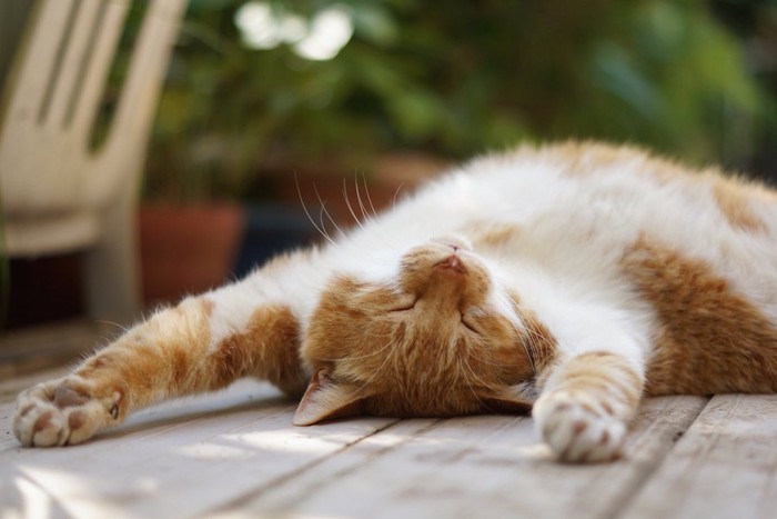 両手を伸ばして仰向けに寝転がる最強に可愛い猫