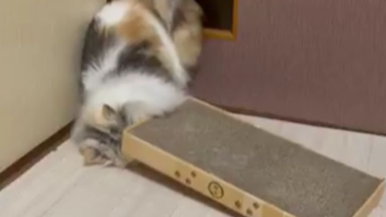 爪とぎと猫