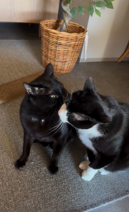 並んで座っている2匹の猫