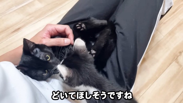 右横から現れるロアくん