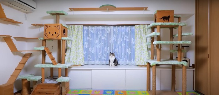 キャットタワーの上に居る猫%%心なしかがらんとした部屋