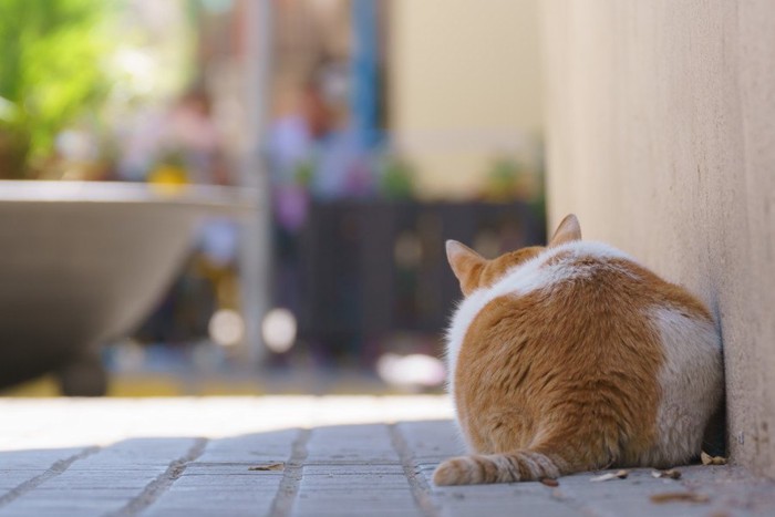 お尻を向ける猫