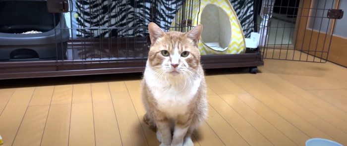 座っている猫