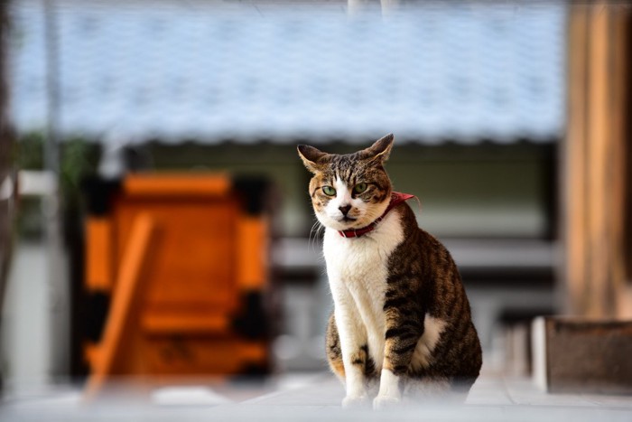 御誕生寺の猫