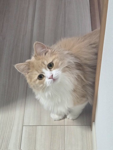 ひょっこり姿を現す猫のマシュちゃん