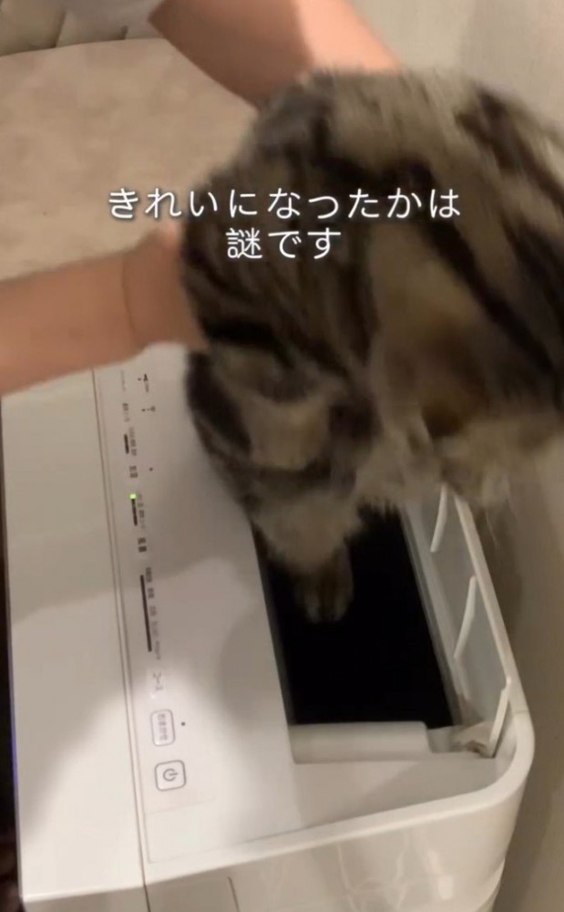 持ち上げられる猫2
