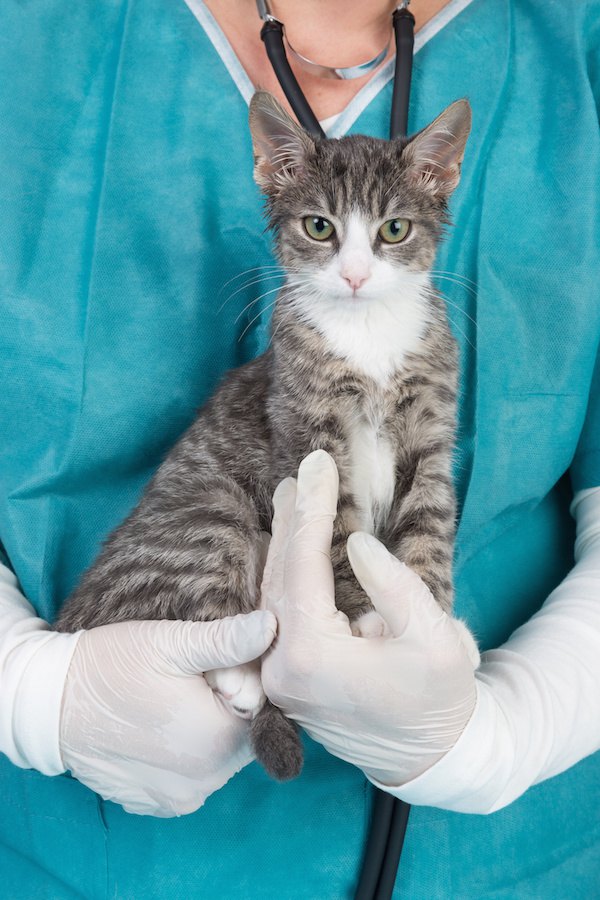 獣医師に抱かれている猫