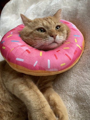 ドーナツのカラーをつけた猫