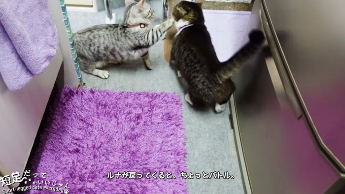 黒系の猫に前足を伸ばす子猫