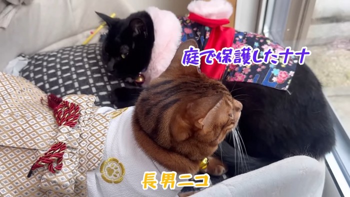 外を見ている猫と黒猫