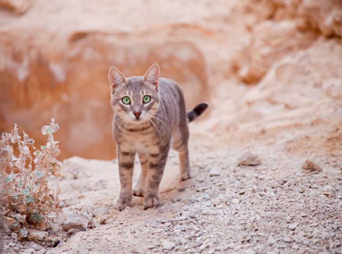 砂漠にいる猫