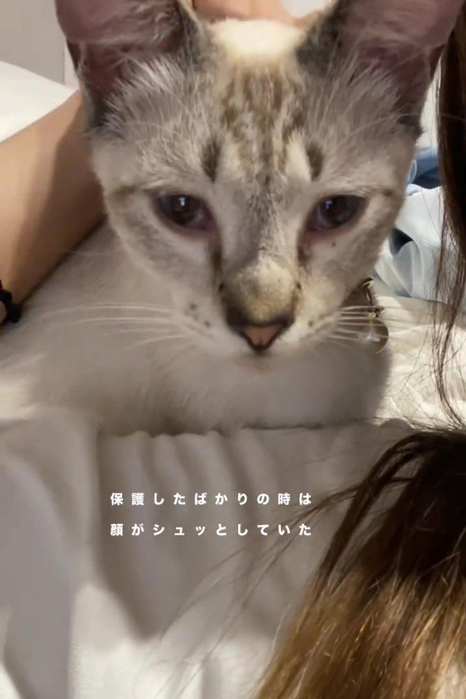頭をなでられる猫