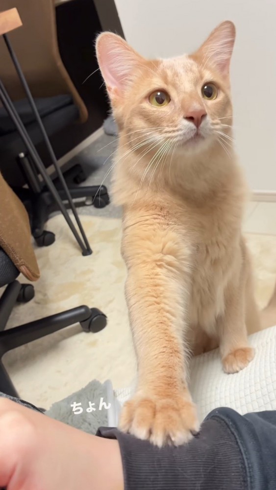 前足で飼い主の腕をタッチする猫