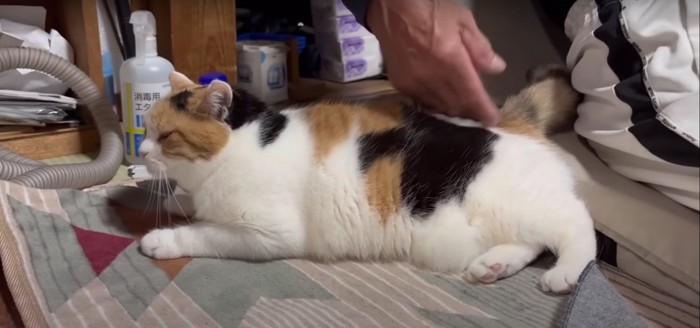 人に腰を叩いてもらっている猫%%嬉しそう