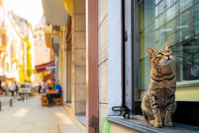 店の外にたたずむ猫