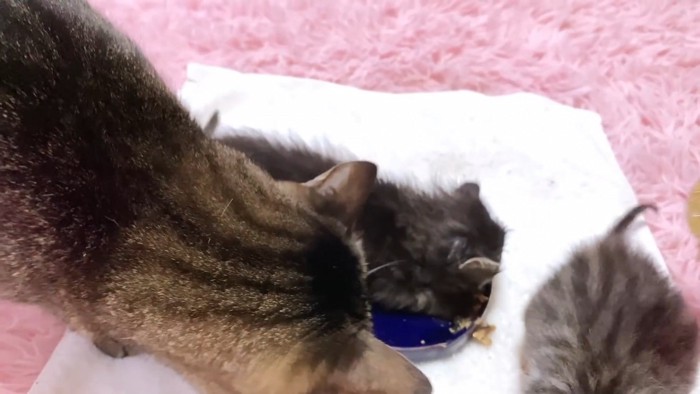 お皿に入って食べる子猫