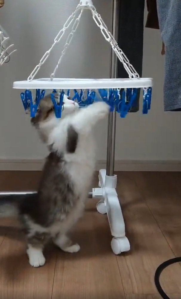 飛び上がる猫