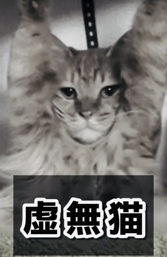 両前足の爪がキャットタワーの天井に引っかかって動けなくなった猫