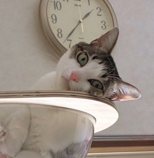 キャットタワーから飼い主を見つめる猫