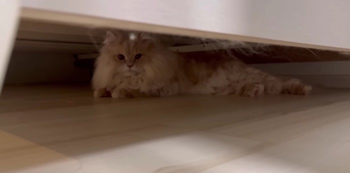 ソファの下に逃げ込んだフランマさん