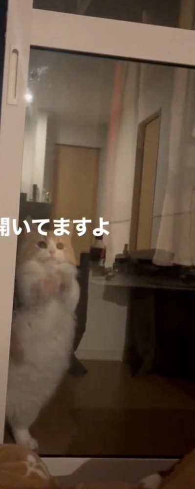 扉に手をつく猫