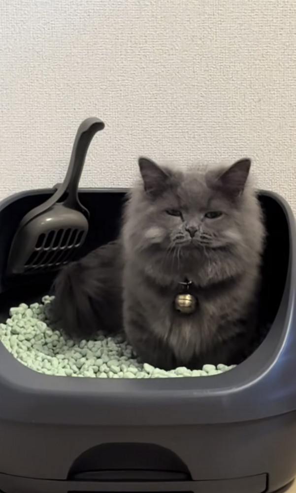猫がトイレしている写真