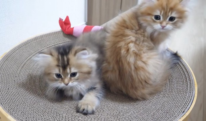 立ってる猫