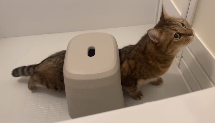 伸びをする猫