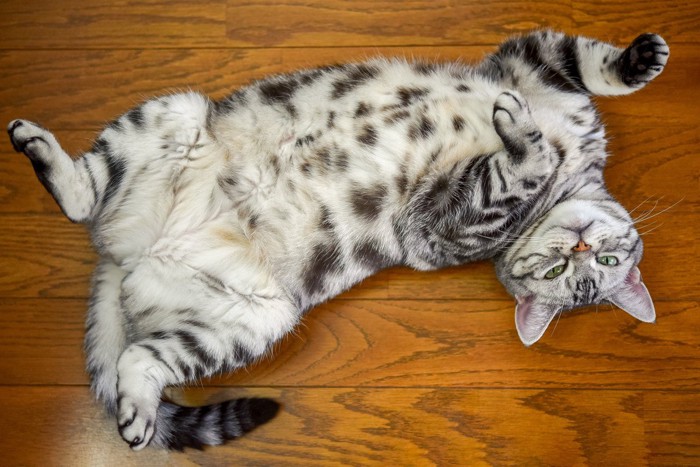 お腹を見せる猫