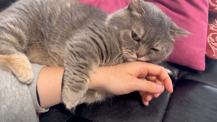 人の腕を抱きしめる猫