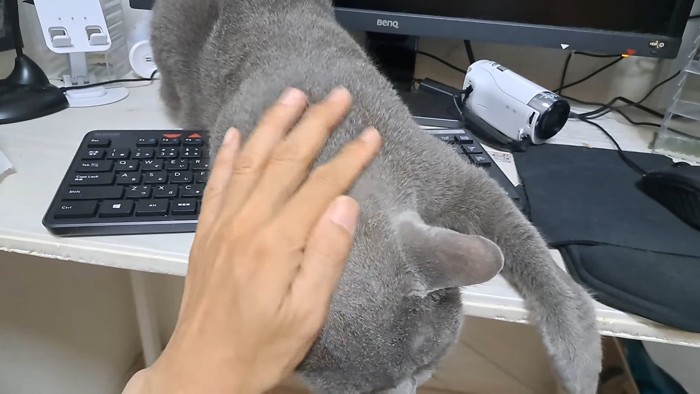 頭をなでなで