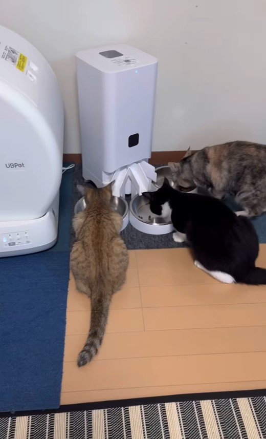 ごはんを食べる3匹の猫